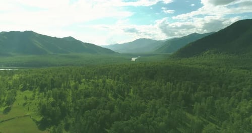 Aerial View Low Flight Above Evergreen Pine Tree Landscape with Endless Mountain Forest at Sunny