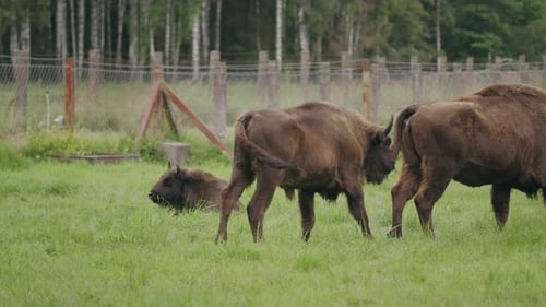 Les bisons agitent des queues pour repousser les insectes volants gênants dans les bois
