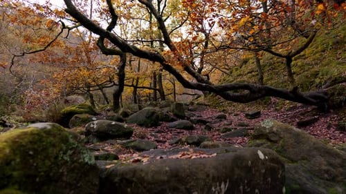 Des bois tranquilles en automne et en hiver, un doux ruisseau au bord de la rivière, des chênes dorés qui perdent leur éclat de bronze