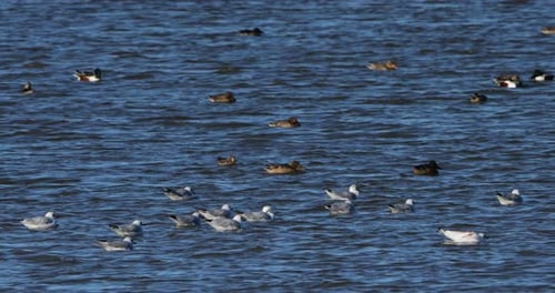 Black-headed gulls, Common teals and Northern shoveler, the Camargue, France.