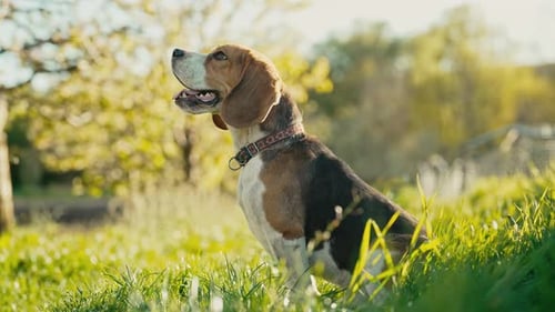 Training Beagle Dog on Green Fresh Grass Beautiful Dog Listening Command to Sit