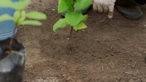 Young woman planting plants in black plastic bag or nursery bag.