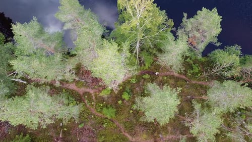 Walking Trail by Forest Lake