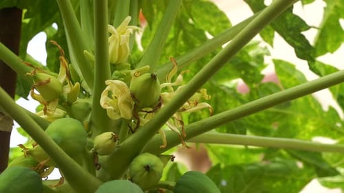 Papaya Tree Blossoms and Unripe Fruit Close Up