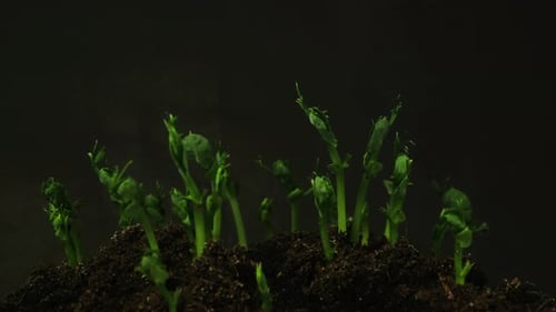 Growing seeds rising from soil time lapse 4k footage.