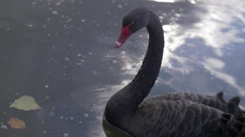 A Black Swan swimming in the water