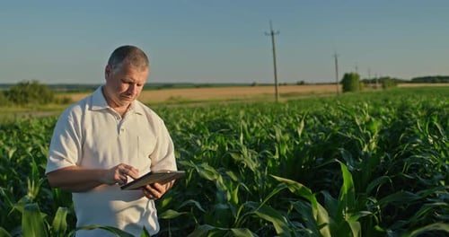 Farmer with Tablet Inspecting Corn Crop