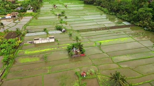 Aerial view of rice paddies, Jalan Penestanan, Indonesia.