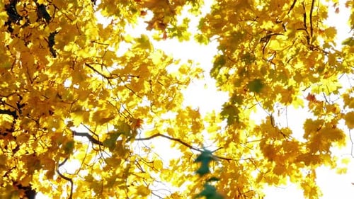 Beautiful Autumn Branches at Sunset