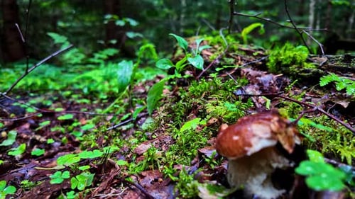 Extreme closeup view of mushrooms in dense forest during monsoon. Rainy day.