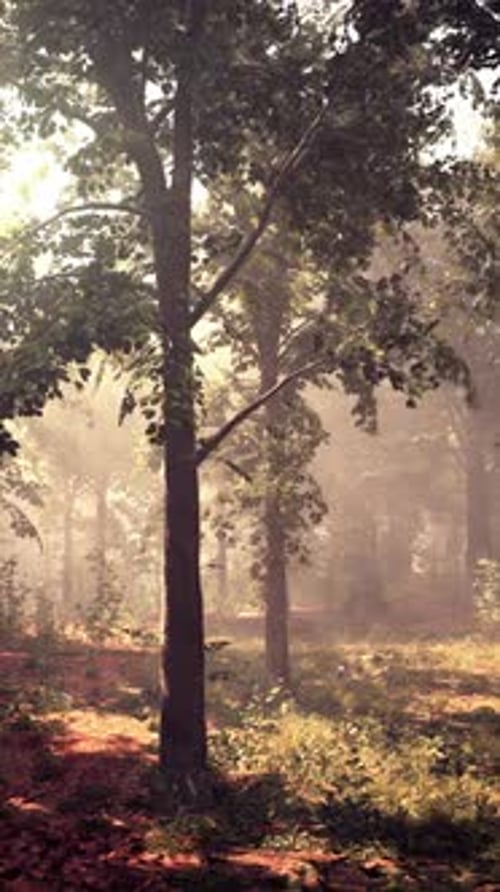 Rays of Sunlight in a Misty Forest in Autumn Create a Magical Mood