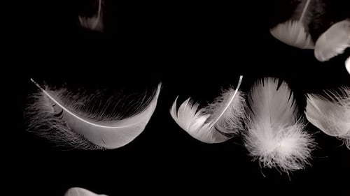 Falling white swan feathers on a black background. Slow motion.