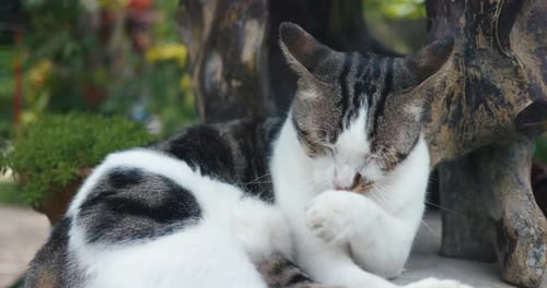 Katze leckt draußen auf der Straße Süßes mehrfarbiges weißes Kätzchen, das vor dem Schlafengehen liegend leckt