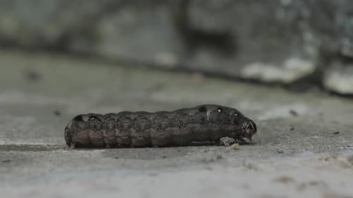 Closeup View of Creeping Caterpillar