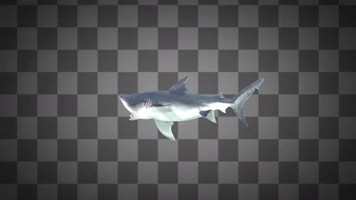 3D Animated Great White Shark Swimming with Open Mouth