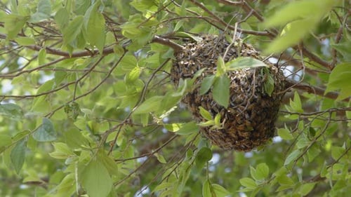 Nahaufnahme eines Bienenballs in einem Baum in 4K
