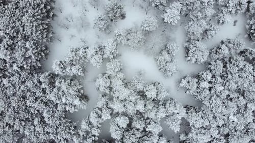 aerial view of the snowy forest