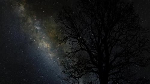 moving milky way on sky behind tree