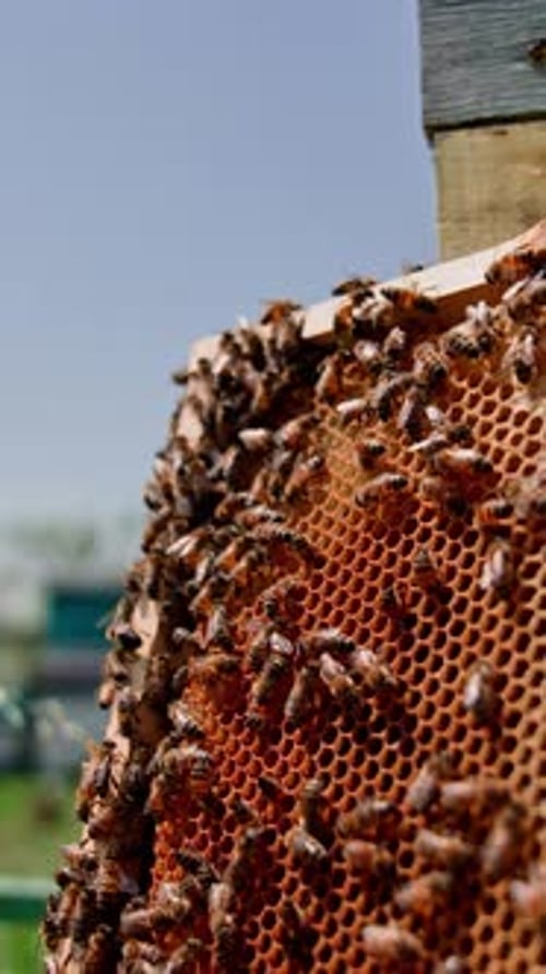 Bees on Honeycomb Frame in Outdoor Setting