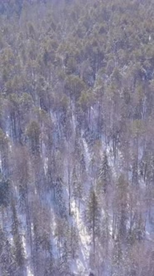 Top View of Dense Pine Forest in Winter Clip Beautiful View From Height of Pine Winter Forest on