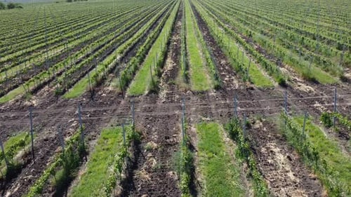 Neues junges Weingut im Frühling