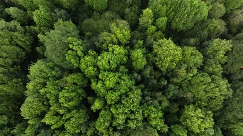 Vue aérienne de la rivière qui traverse la forêt tropicale