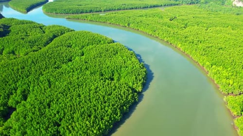 Aerial view over rivers and streams at beautiful large mangrove forests