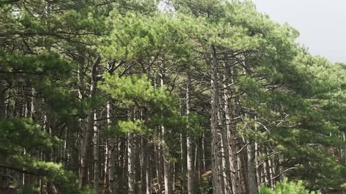 View from the cabin on the cable car on a sunny summer day in the mountains. Spruce vegetation. Fore