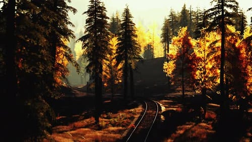 Turn a Railway Running Through a Pine Forest on a Bright Sunny Day