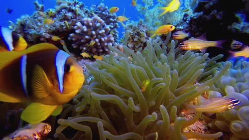 Colorful Clownfish Swimming among Coral Reef Anemone