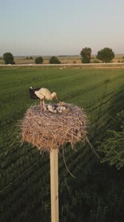 Vue aérienne de la cigogne avec son nid et ses poussins sur un poteau au-dessus du champ à la campagne