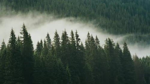 Beautiful Mountain Landscape in Carpathian Mountains Fog Rises Over the Mountain Slopes