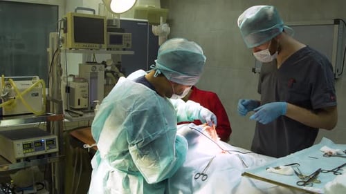 Surgical Operation of a Dog in a Veterinary Clinic