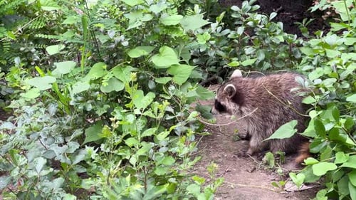A Raccoon is Leisurely Walking Through a Lush Green Forest Today