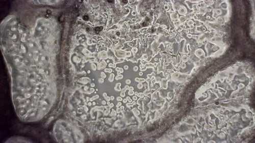 Microscopic phase contrast view of the slime mold Physarum polycephalum with cytoplasmic streaming.