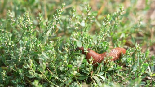 Snail Moves Between Green Grass