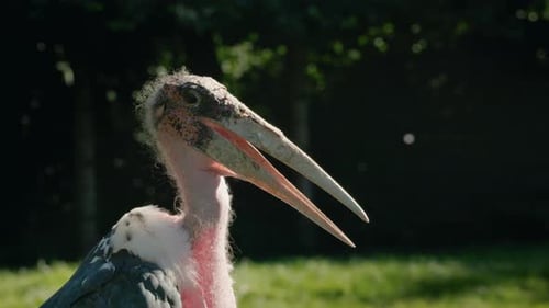 Marabou Stork Portrait with Long Beak and Bare Head Large African Bird Resting in Natural Light