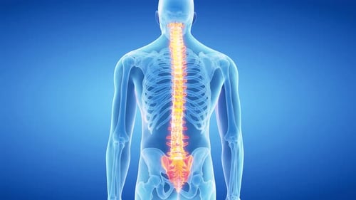 Leuchtende menschliche Wirbelsäule zeigt Anatomie in einem digitalen medizinischen Scan