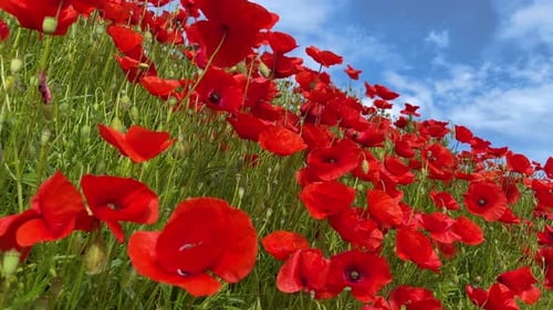 wild poppies natural red flowers in field slow motion gimbal move