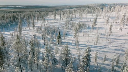 Sunlight Through Winterly Forest During Sunset In Rovaniemi, Finland. Aerial Drone Shot
