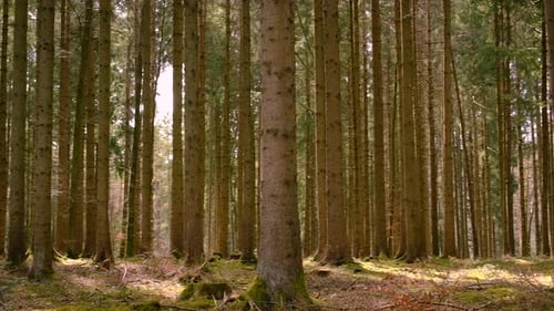 Pine Trees Grow in the Forest