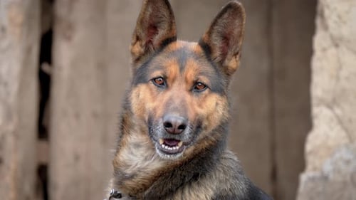 Friendly German Shepherd Dog Close-Up Portrait