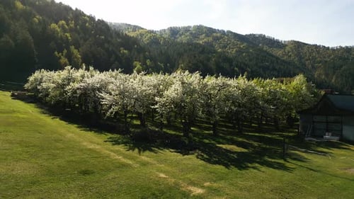 Spring Blossoms in a Serene Orchard Surrounded By Mountains and Green Fields
