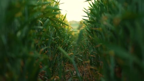 Cámara moviéndose entre hileras en crecimiento de espigas jóvenes y verdes de granos de trigo El campo crece para obtener pan