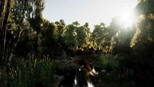 Serene River Flowing Through Lush Green Forest at Sunrise in a Peaceful Setting