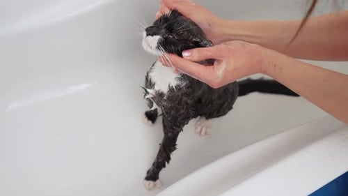 Woman Hands Wash with Soap Black Cat Kitty with Frightened Look Standing in Bath