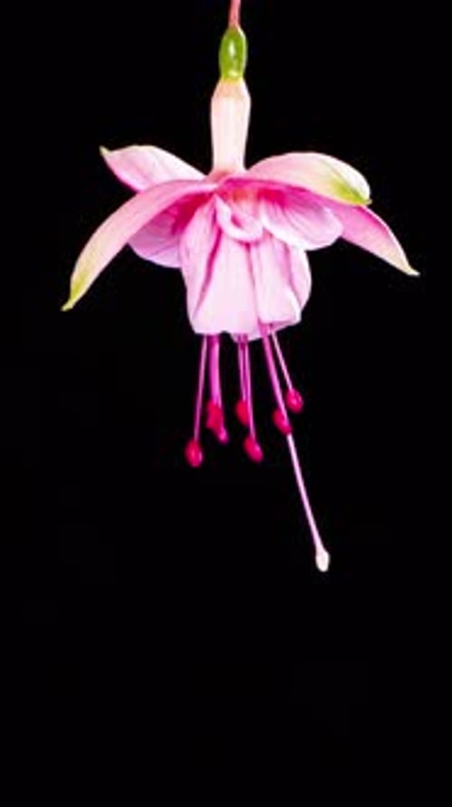 Pink Flower Bloom Time-Lapse on Black Background
