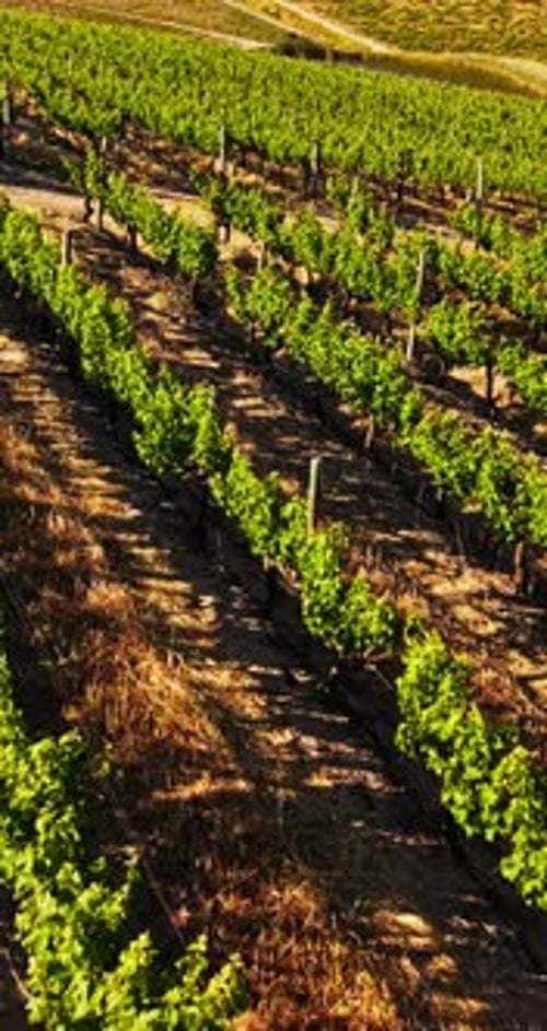 Nature, countryside and aerial of vineyard with row for wine production, growth and grapes harvest