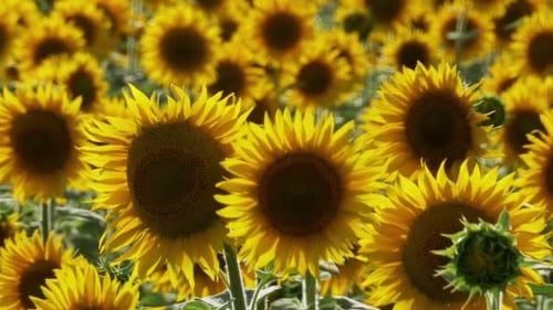 Sunflowers in the Field Swaying in the Wind