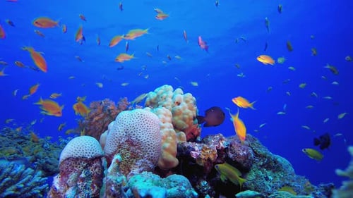 Tropical Seascape Colourful Fish